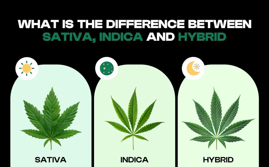 Sativa vs Indica vs Hybrid: The Real Difference Explained
